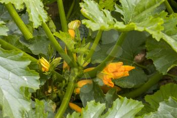 Zucchini blooms grow in nature. Young yellow squash grows. Vegetable diet plant. Vegan food ingredient