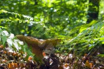 Big white mushroom grows in ferns. Natural organic plants and cep growing in wood