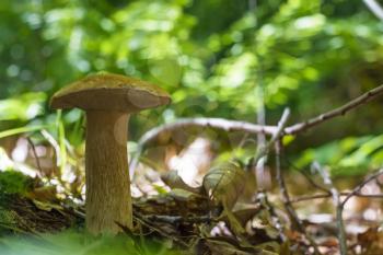 Boletus mushroom grows in forest. Natural organic plants growing in wood