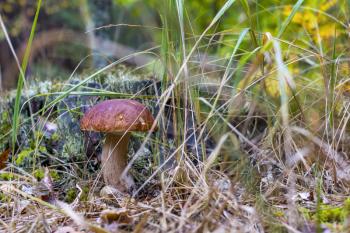 Cep mushroom grow on stump background. Natural raw food grows in wood. Edible mushrooms photo