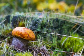 Autumn Leccinum mushroom in forest. Natural raw food grows in wood. Boletus with thick leg. Edible mushrooms photo