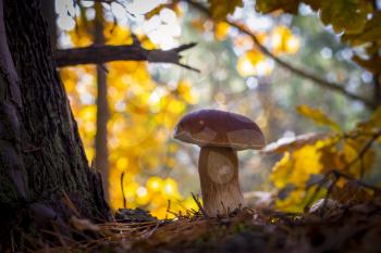Big porcini mushroom grow near oak. Autumn mushrooms grow in forest. Natural raw food growing in wood. Edible cep, vegetarian natural organic meal