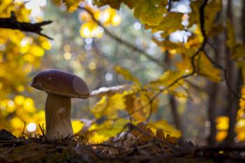 Big porcini mushroom grows in forest. Autumn mushrooms grow near oak. Natural raw food growing in wood. Edible cep, vegetarian natural organic meal