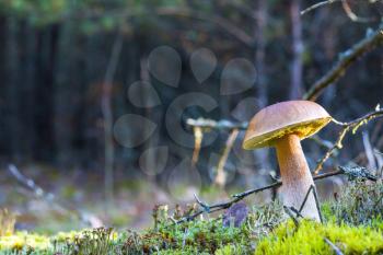 Big porcini mushroom in dark moss. Autumn mushrooms grow in forest. Natural raw food growing in wood. Edible cep, vegetarian natural organic meal