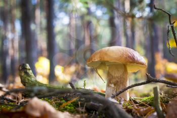 Nice porcini mushroom in forest. Autumn mushrooms grow. Natural raw food growing in wood. Edible cep, vegetarian natural organic meal