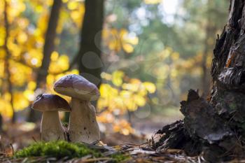 Pair of porcini mushrooms near oak. Autumn mushrooms grow in forest. Natural raw food growing in wood. Edible cep, vegetarian natural organic meal