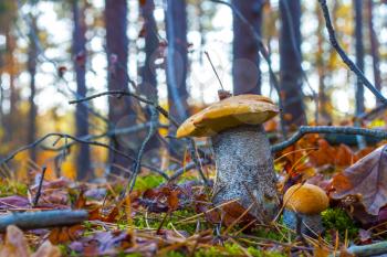 Pair of orange-cap mushrooms in wood. Big and small autumn mushroom grow. Natural raw food growing in forest. Edible cep, vegetarian natural organic meal