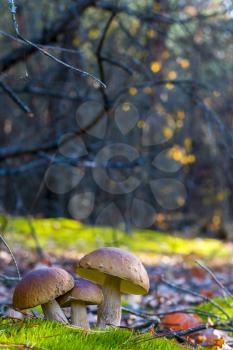 Three mushrooms growing in nature. Autumn mushroom grow in forest. Natural raw food growing. Edible cep, vegetarian natural organic meal