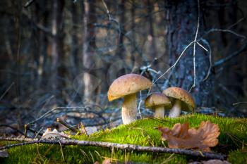 Three porcini mushrooms in nature. Autumn mushroom grow in forest. Natural raw food growing. Edible cep, vegetarian natural organic meal