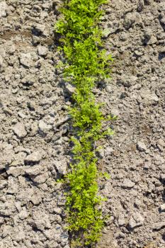 Row of planted young arugula. Growing greens vitamins for salad