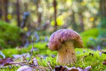 Porcini mushroom in forest moss. Beautiful autumn season nature. Edible mushrooms raw food. Vegetarian natural meal