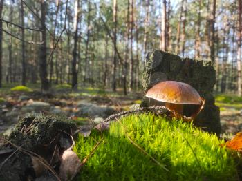 Cep mushroom grow near the stump. Beautiful autumn season porcini. Edible mushrooms raw food. Vegetarian natural meal