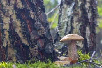 Boletus mushroom near birch tree. Beautiful autumn season plant. Edible leccinum mushrooms raw food. Vegetarian natural meal
