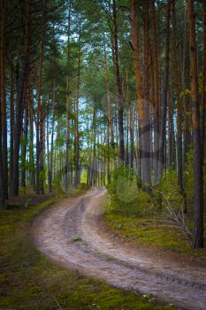 Sandy road in pine forest. Beautiful autumn season natural landscape. Wood tree and plants growing in nature