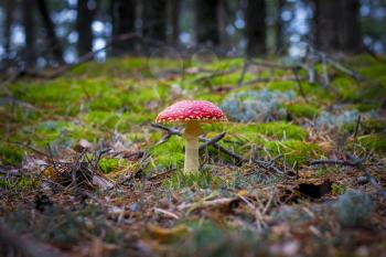 Red fly agaric mushroom grows in forest. Beautiful season plant growing in nature