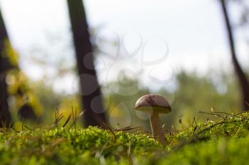 Boletus mushroom grows in moss wood. Beautiful autumn season plant. Edible leccinum mushrooms raw food. Vegetarian natural meal