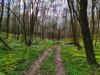 Old road in the spring forest. Snowdrops flowers grows in forest. Nature plants wallpaper