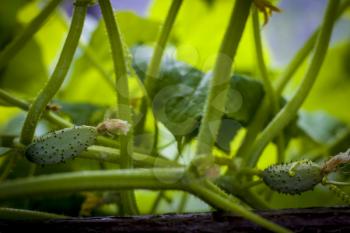 Cucumbers gherkins growing in garden. Agriculture vegetable backdrop