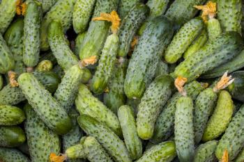 Cucumbers with dried flowers background. Fresh small large gherkin cucumber backdrop. Healthy green food