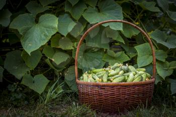 Cucumbers harvest basket. Fresh small large gherkin cucumber backdrop. Healthy green food