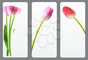 Beautiful Floral Cards with  Realistic Tulip Vector Illustration EPS10
