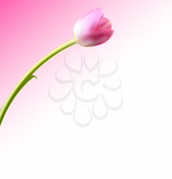 Beautiful Pink Realistic Tulip Background Vector Illustration EPS10