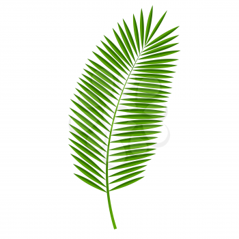 Palm Leaf Isolated on White Background. Vector Illustration EPS10
