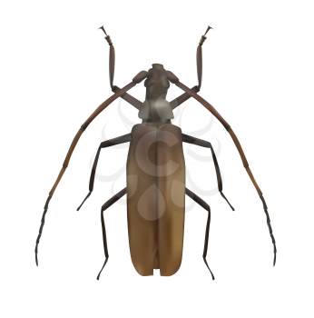 Large Brown Beetle. Realistic Vector Illustration EPS10