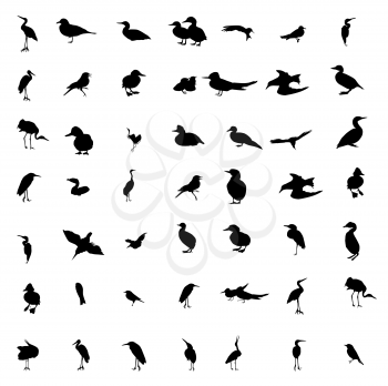 Set of black and white silhouettes of birds: dove, duck, gull, peacock and hummingbird. Vector illustration. EPS10
