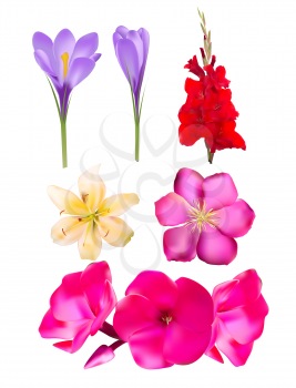 Vector Flower SEt: Pink Phlox, Lily, Gladiolus, Clematis, Crocus  Vector Illustration EPS10