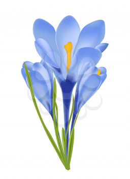 Vector illustration of crocus flower