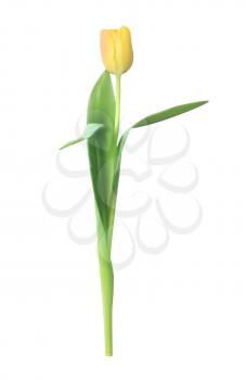 Realistic Vector Illustration Colorful Tulips . Not Trace. Pink Flowers on Light Background. EPS10