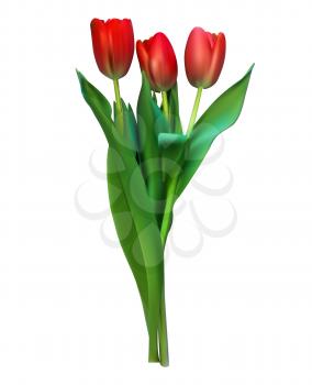 Realistic Vector Illustration Colorful Tulips . Not Trace. Pink Flowers on White Background. EPS10