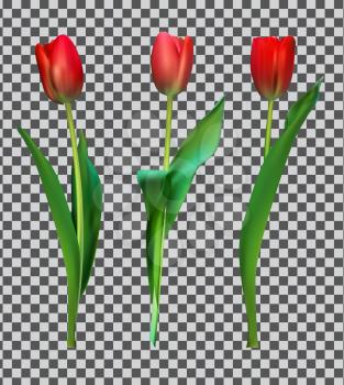 Realistic Vector Illustration Colorful Tulips . Not Trace. Pink Flowers on Transparent Background. EPS10