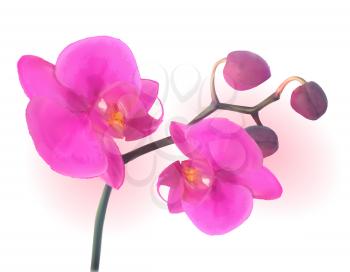 Naturalistic Beautiful Colorful Pink Orchid.Vector Illustration. EPS10