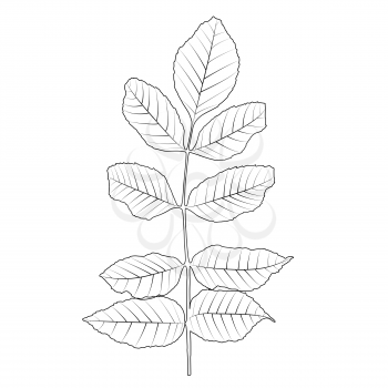 Naturalistic autumn leaves on White. Vector Illustration. EPS10
