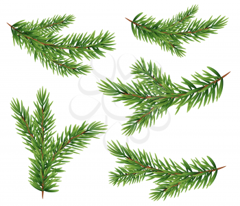 Collection Set of Realistic Fir Branches Silhouette for Christmas Tree, Pine. Vector Illustration EPS10