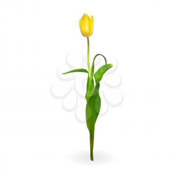 Beautiful tulips on white background. Vector Illustration. EPS10