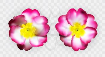 Colorful naturalistic pink white yellow primula on transparent background. Vector Illustration. EPS10