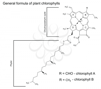General structural chemical formula of plant chlorophyll molecules, 2d illustration, isolated on white background, vector, eps 8