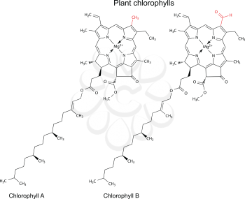 Structural chemical formulas of plant pigments chlorophylls with marked variable fragments, 2d illustration, vector, isolated on white background