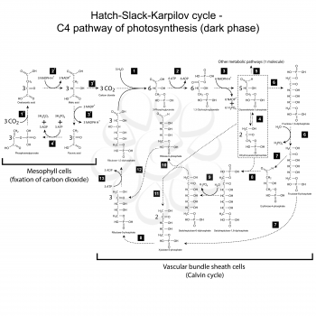 Chemical scheme of Hatch Slack Karpilov cycle - C4 pathway, 2d illustration, vector, eps 8