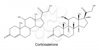 Structural chemical formulas of corticosterone, 2D illustration, vector, isolated on white background