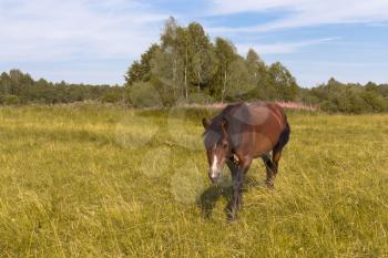 The horse is grazed on a golden meadow on a sunny day
