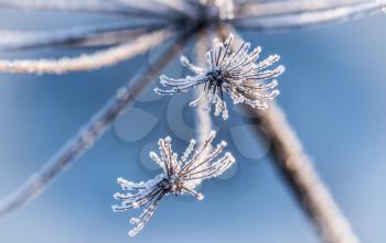 Ice crystals, which are located on the dried winter flowers
