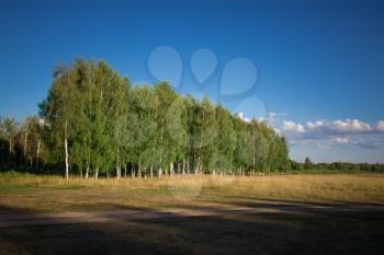 Countryside with a birch grove. Yaroslavl, Russia