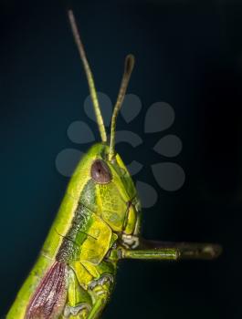 Portrait of a close-up shot of grasshopper, outdoors shot