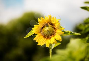 Sunflower growing with the sun, outdoors shot