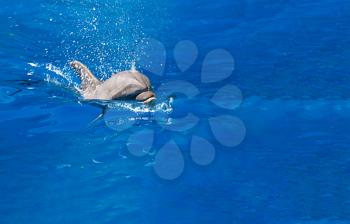 Dolphin splashes of sea water, indoors shot, copy space