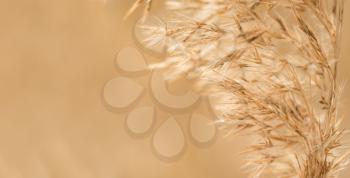 Cereal - Oats, toned photograph in warm color, outdoors shot
